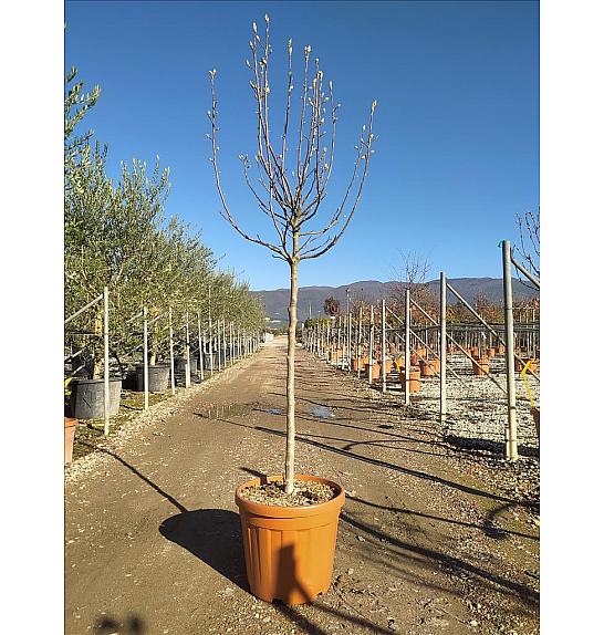 Magnolia X Soul. Susan C35 Lit. Na Steblu 100 cm; 8/10 cm (ZEL)