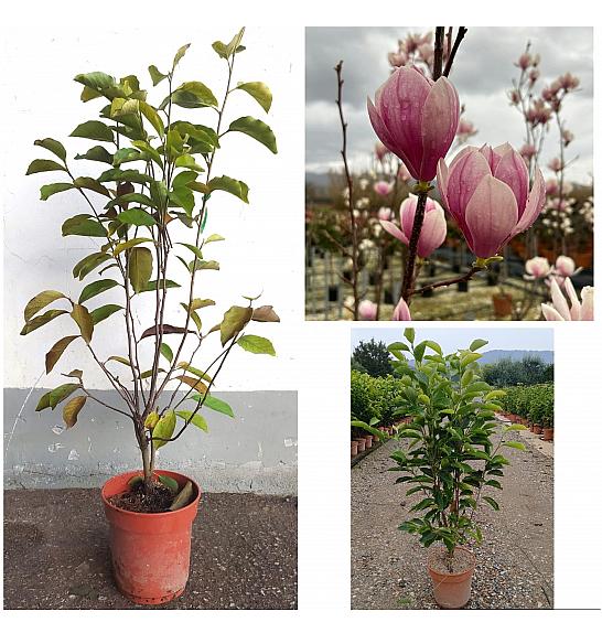 Magnolia X Soulangeana C10 Lit. 60-80 cm (ZEL)