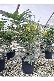 Mahonia Media Wintersun C9 Lit. 60-80 cm (ZEL)