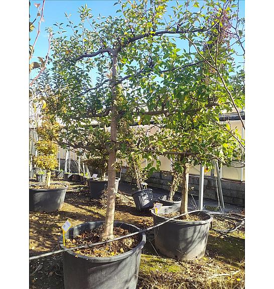 Malus Communis In Cvs C230 Lit. 175-200 cm; Špalir (ZEL)