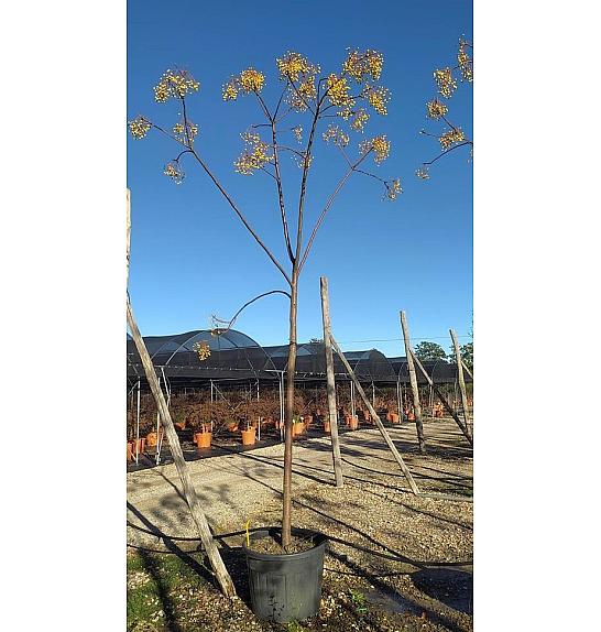 Melia Azedarach C110 Lit. Na Steblu 200 cm; 18/20 cm (ZEL)