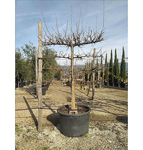 Morus Nigra C285 Lit. 175-200 cm; Špalir (ZEL)