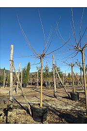 Morus Nigra Fruitless C120 Lit. Na Steblu 200 cm; 18/20 cm (ZEL)