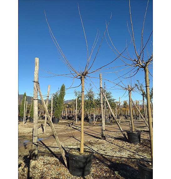 Morus Nigra Fruitless C120 Lit. Na Steblu 200 cm; 18/20 cm (ZEL)
