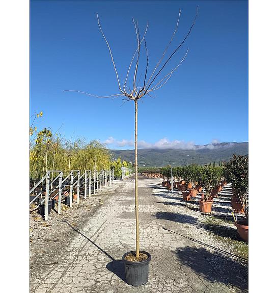 Morus Nigra Fruitless C35 Lit. Na Steblu 200 cm; 10/12 cm (ZEL)
