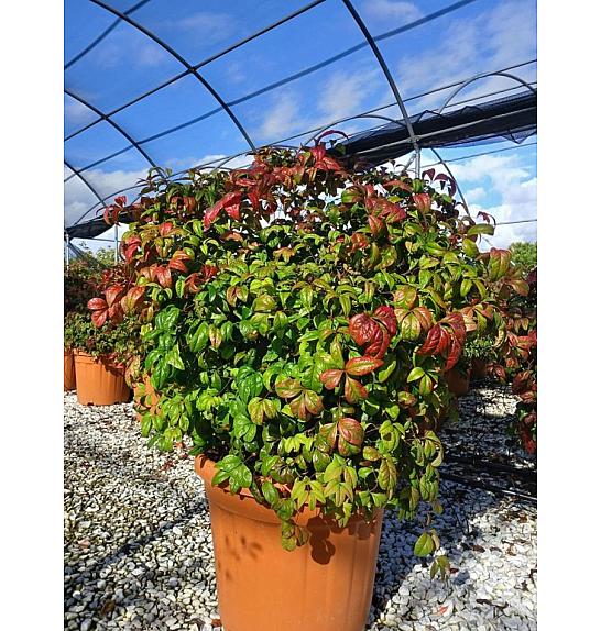 Nandina Dom. Fire Power C30 Lit. 40-60 cm (ZEL)