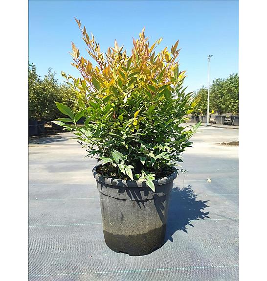 Nandina Dom. Gulf Stream C9 Lit. 40-60 cm (ZEL)