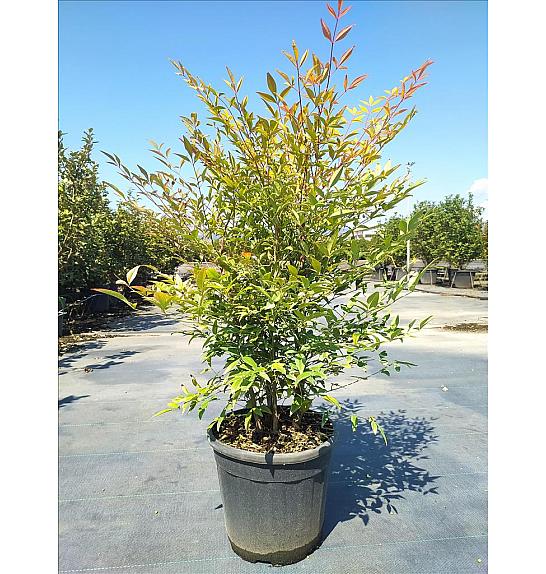 Nandina Domestica C9 Lit. 40-60 cm (ZEL)