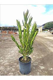 Nerium Oleander In Cvs C9 Lit. 40-60 cm (ZEL)