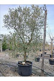 Olea Eur. Leccino (Olio) C450 Lit. Na Steblu 100 cm; 35/40 cm (ZEL)