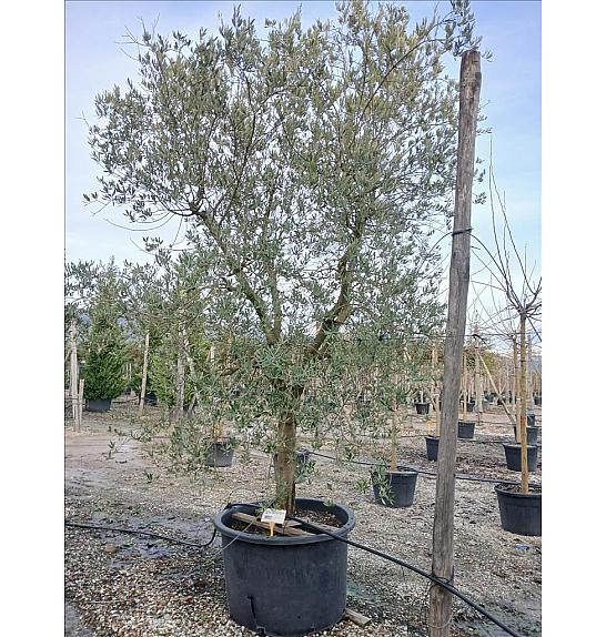 Olea Eur. Leccino (Olio) C450 Lit. Na Steblu 100 cm; 35/40 cm (ZEL)
