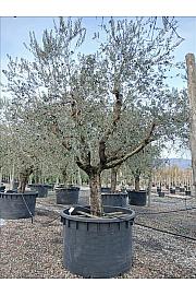 Olea Europea In Cvs C1000 Lit. Na Steblu 100 cm; 70/80 cm (ZEL)