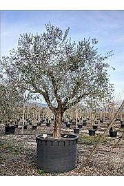 Olea Europea In Cvs C1000 Lit. Na Steblu 100 cm; 80/90 cm (ZEL)