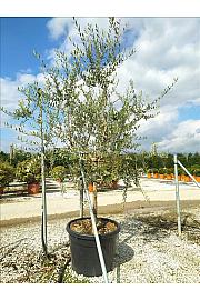 Olea Europea In Cvs C110 Lit. Na Steblu 100 cm; 14/16 cm (ZEL)