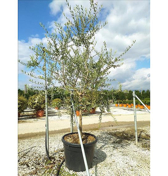 Olea Europea In Cvs C110 Lit. Na Steblu 100 cm; 14/16 cm (ZEL)