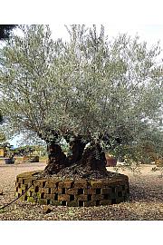 Olea Europea In Cvs C500 Lit. Bonsai ; 130/140 cm (ZEL)