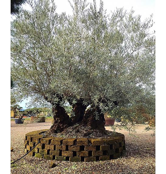 Olea Europea In Cvs C500 Lit. Bonsai ; 130/140 cm (ZEL)