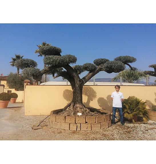 Olea Europea In Cvs C500 Lit. Pon Pon 100 cm; 150/160 cm (ZEL)