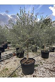 Olea Europea In Cvs C90 Lit. Na Steblu 100 cm; 16/18 cm (ZEL)