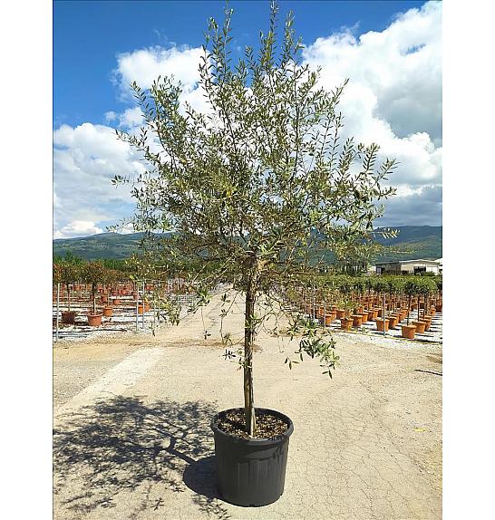 Olea Europea In Cvs C90 Lit. Na Steblu 100 cm; 18/20 cm (ZEL)
