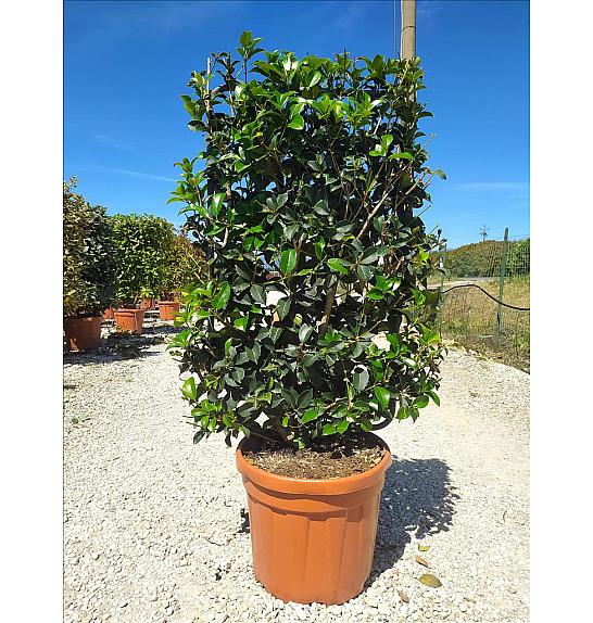 Osmanthus Aquifolium C30 Lit. 80-100 cm; Špalir (ZEL)