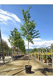 Ostrya Carpinifolia C35 Lit. Na Steblu 200 cm; 8/10 cm (ZEL)