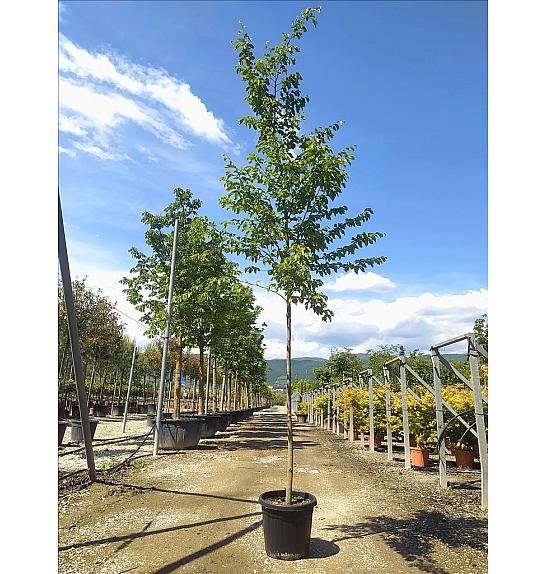 Ostrya Carpinifolia C35 Lit. Na Steblu 200 cm; 8/10 cm (ZEL)