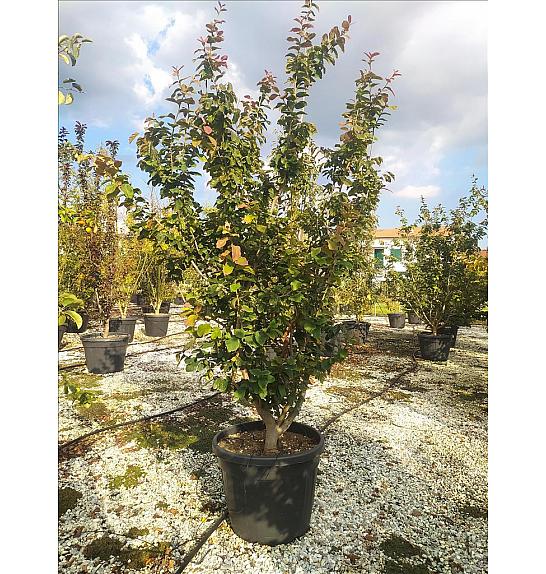 Parrotia Persica C90 Lit. 200-250 cm; Večstebelni (ZEL)