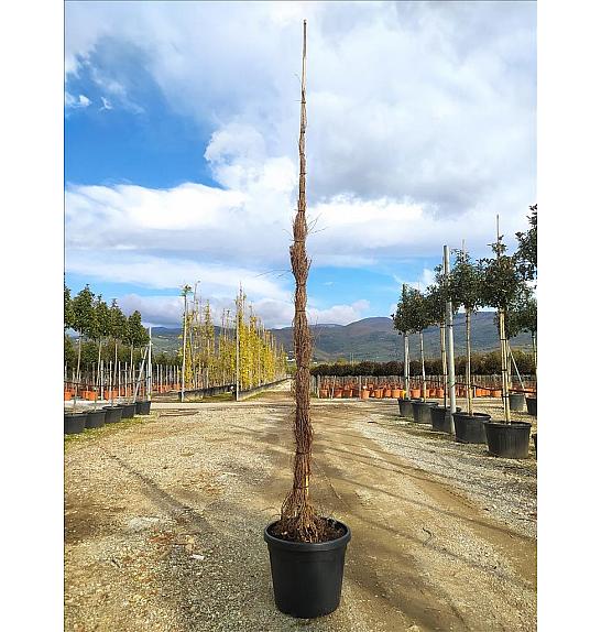 Parthenocissus Tric. Veitchii C55 Lit. 300-350 cm (ZEL)