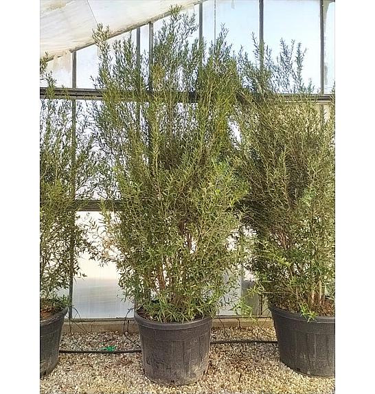 Phillyrea  Angustifolia C160 Lit. 250-300 cm (ZEL)