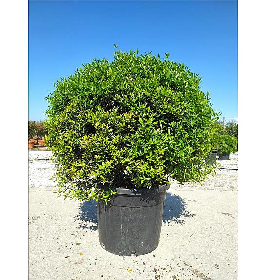 Phillyrea  Angustifolia C70 Lit. Krošnja 100/125 cm; Krogla (ZEL)