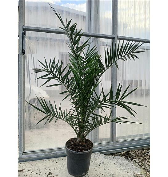 Phoenix Canariensis C7 Lit. 80-100 cm (ZEL)