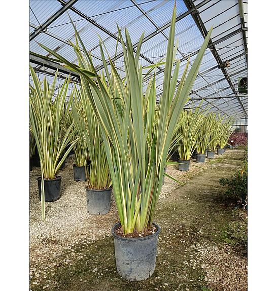 Phormium Tenax Variegatum C18 Lit. 125-150 cm (ZEL)