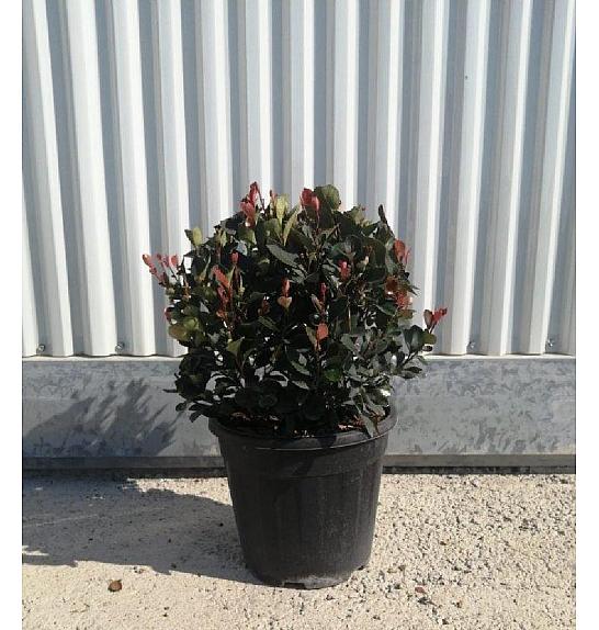 Photinia Serr. Atropurpurea Nana C9 Lit. 30-40 cm (ZEL)