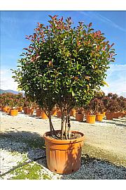 Photinia Serr. Corallo C150 Lit. 175-200 cm (ZEL)