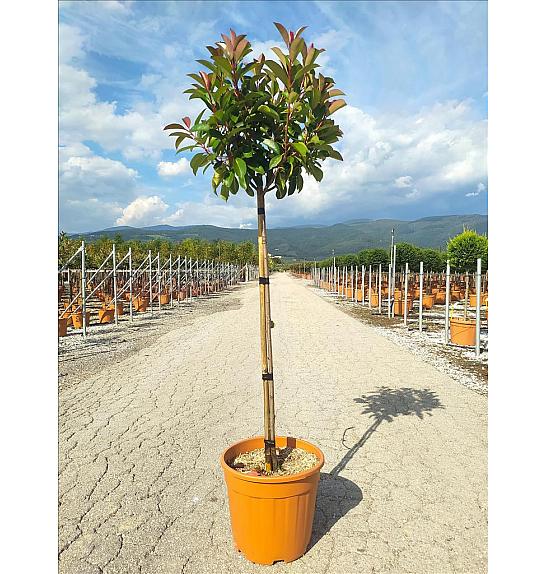 Photinia Serr. Corallo C18 Lit. Na Steblu 100 cm; Krošnja 30/40 cm (ZEL)
