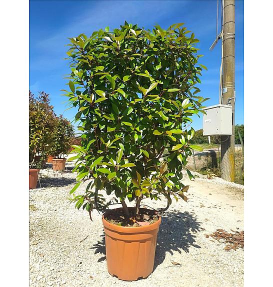 Photinia Serr. Corallo C30 Lit. 80-100 cm; Špalir (ZEL)