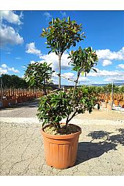 Photinia Serr. Corallo C55 Lit. 125-150 cm; Pon Pon (ZEL)