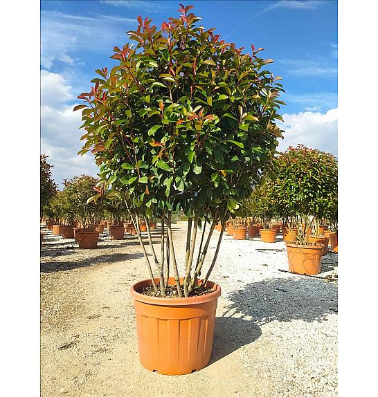 Photinia Serr. Corallo C70 Lit. 125-150 cm (ZEL)