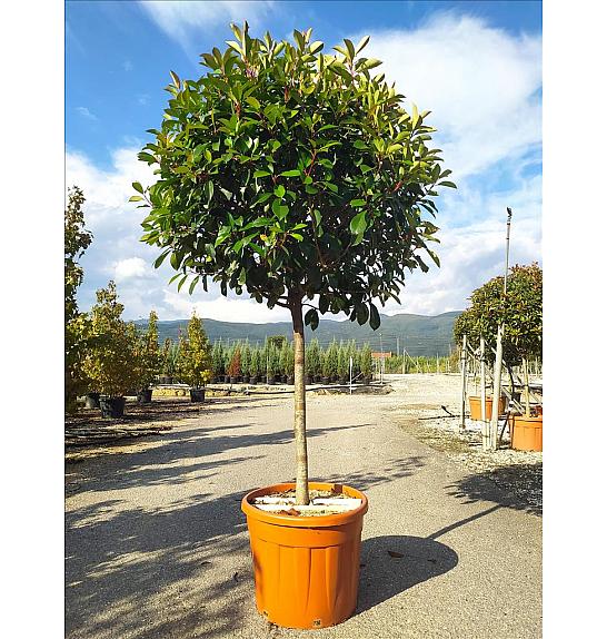 Photinia Serr. Corallo C70 Lit. Na Steblu 100 cm; 12/14 cm (ZEL)