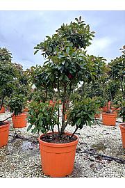 Photinia Serr. Corallo C90 Lit. 175-200 cm; Pon Pon (ZEL)