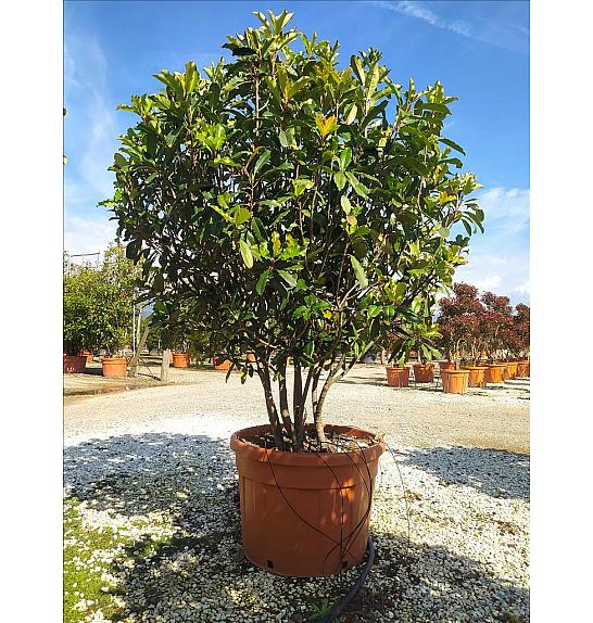 Photinia Serr. Crunchy C150 Lit. 175-200 cm (ZEL)