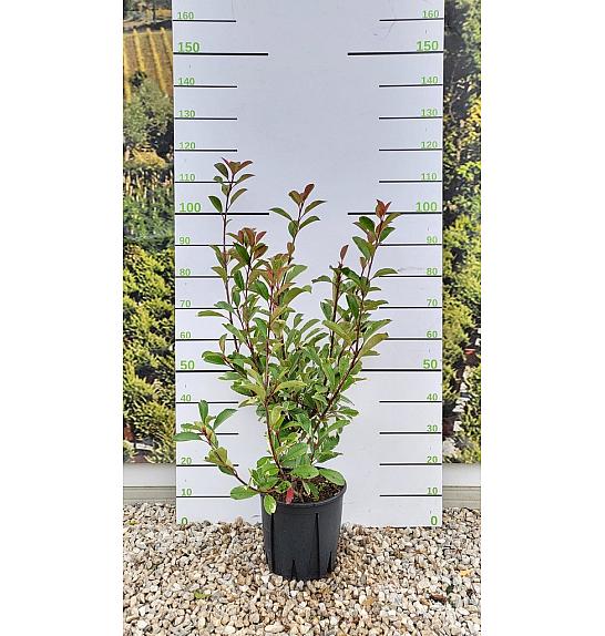 Photinia Serr. Louise C10 Lit. 80-100 cm (ZEL)