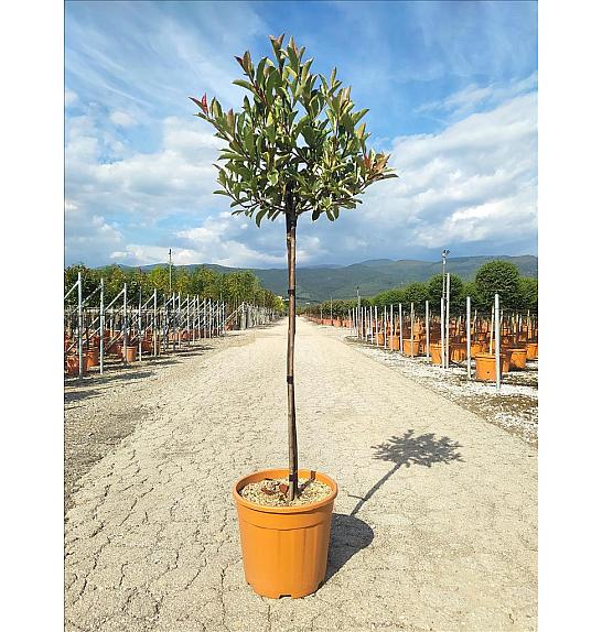 Photinia Serr. Louise C18 Lit. Na Steblu 100 cm; Krošnja 30/40 cm (ZEL)