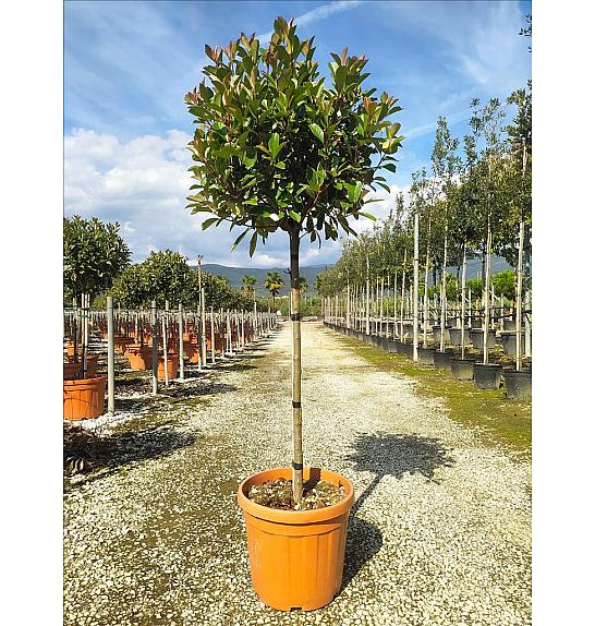Photinia Serr. Louise C30 Lit. Na Steblu 100 cm; 8/10 cm (ZEL)