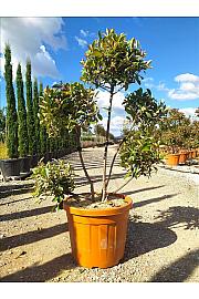 Photinia Serr. Louise C55 Lit. 125-150 cm; Pon Pon (ZEL)