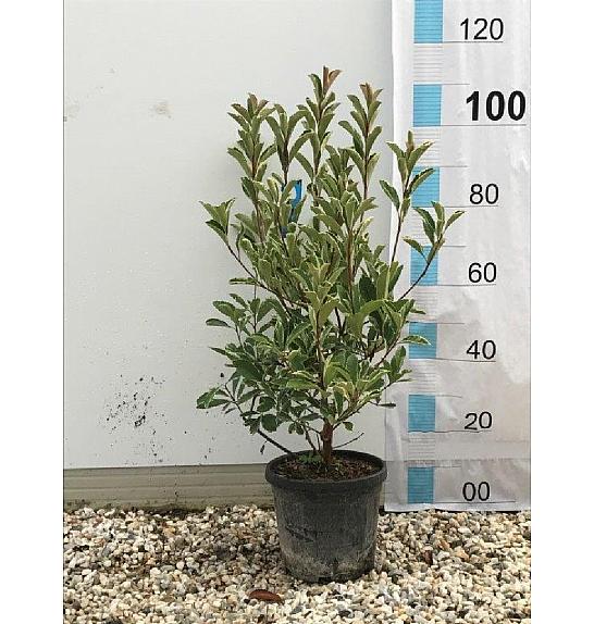 Photinia Serr. Pink Marble C10 Lit. 80-100 cm (ZEL)