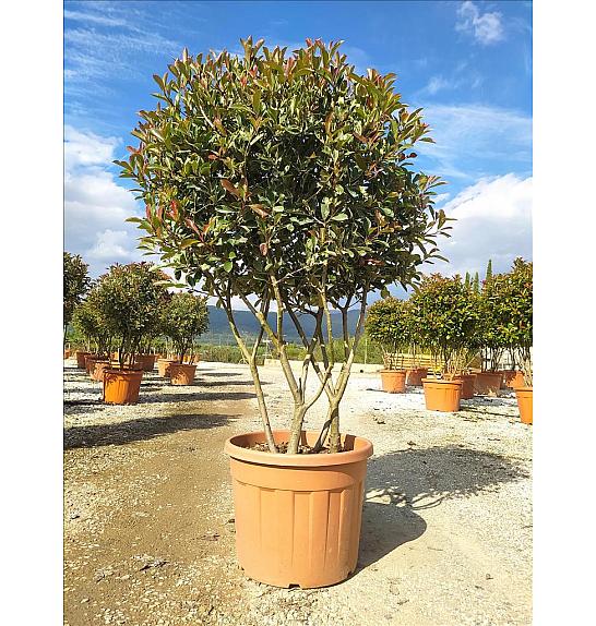Photinia Serr. Pink Marble C70 Lit. 125-150 cm (ZEL)
