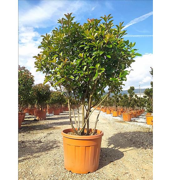 Photinia Serr. Red Robin C110 Lit. 150-175 cm (ZEL)