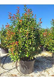 Photinia Serr. Red Robin C110 Lit. 175-200 cm (ZEL)